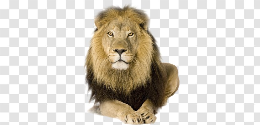 Lion Wall Decal Sticker - Big Cats Transparent PNG
