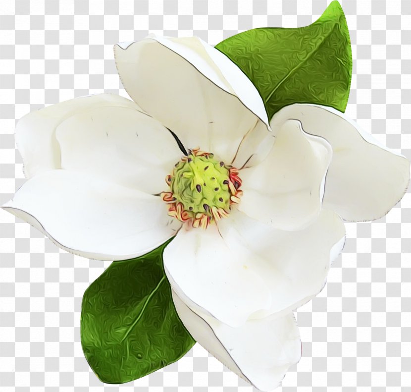 Flower Flowering Plant Petal White - Wet Ink - Mock Orange Blossom Transparent PNG