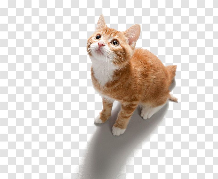 Cat E-book - Domestic Short Haired - Look Up At The Transparent PNG