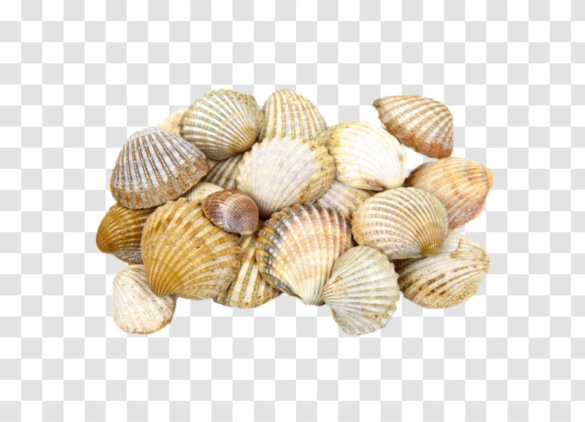 Cockle Seashell Light Clam - Animal Source Foods - Scallop Shell Transparent PNG