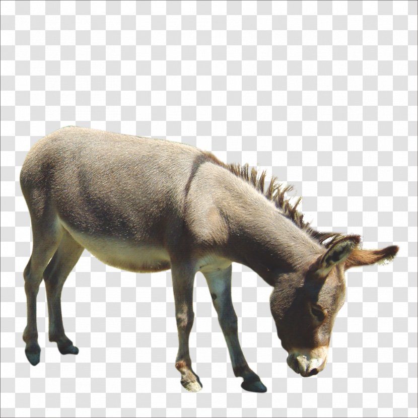 Donkey Horse Painting - Drawing Transparent PNG