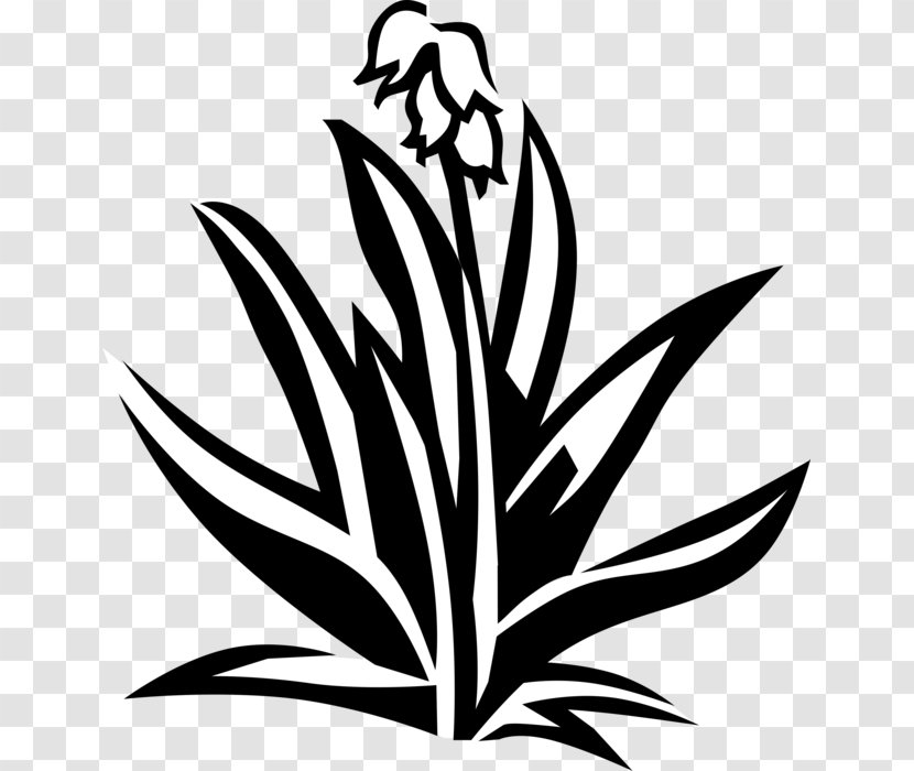 Yucca Plant Stem Flower Leaf - Sales Transparent PNG