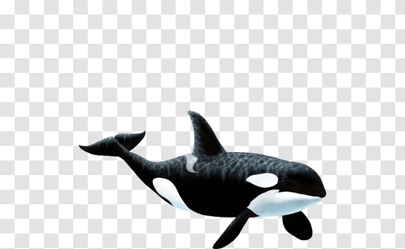 Wall Decal Killer Whale Sticker - Ceiling - Nature Sea Animals Transparent PNG