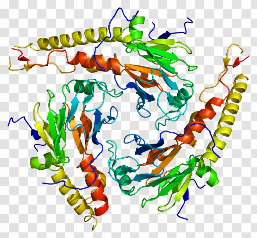 Mothers Against Decapentaplegic Homolog 4 3 SMAD - Art - Gene Transparent PNG