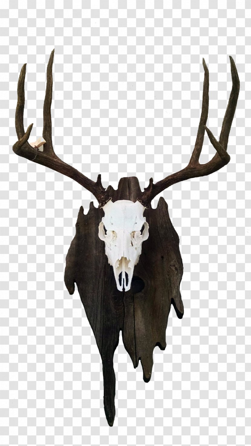 Reindeer Trophy Hunting Horn Elk Bone Transparent PNG