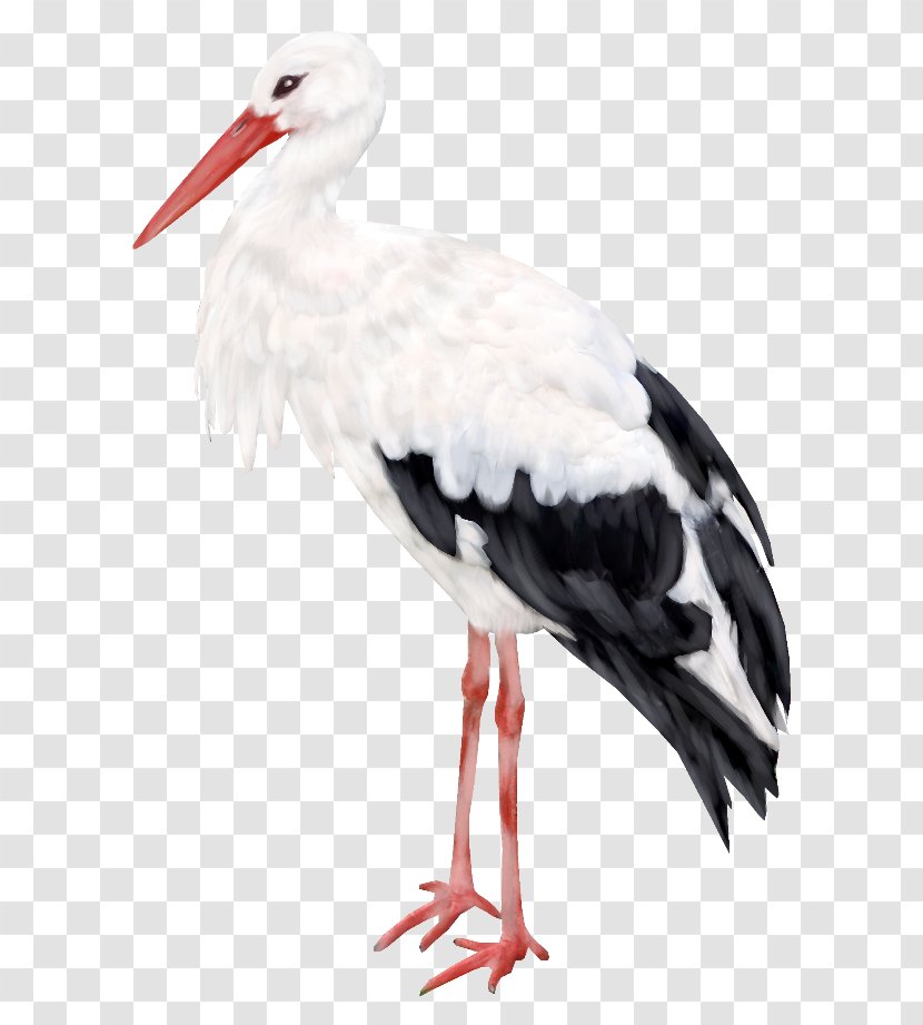 Bird Ciconia Flamingos Crane Clip Art Transparent PNG