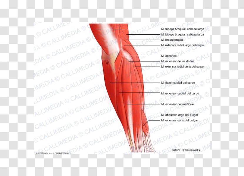 Posterior Compartment Of The Forearm Elbow Muscle - Tree - Arm Transparent PNG