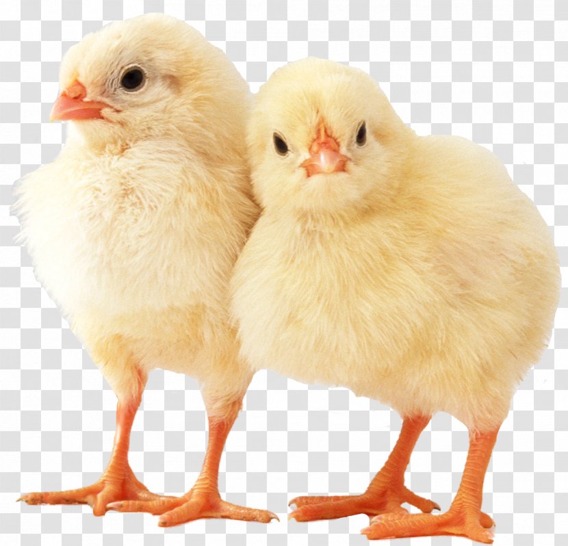 American Game Poultry Kifaranga Bantam - Chicken Transparent PNG