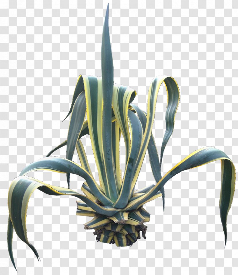 Agave Angustifolia Centuryplant Succulent Plant - Agava Transparent PNG