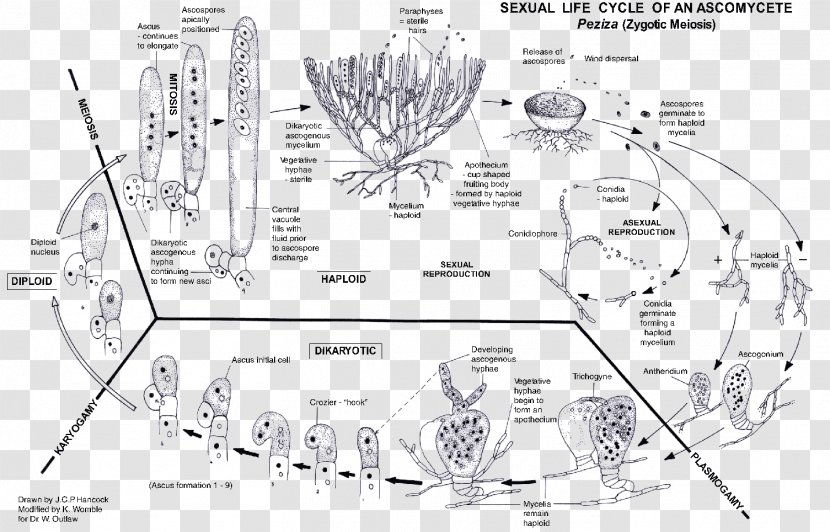 Arbuscular Mycorrhiza Sac Fungi Biological Life Cycle Mycelium - Text Transparent PNG