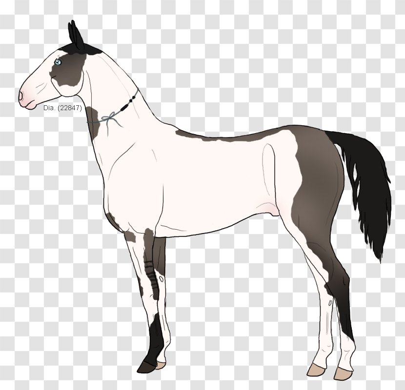 Mule Mustang Stallion Foal Colt - Horse Harness Transparent PNG