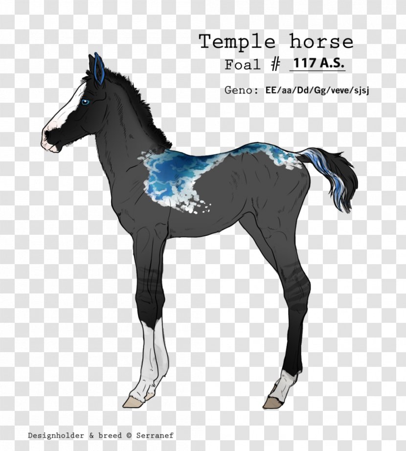 Stallion Mustang Foal Colt Mare Transparent PNG