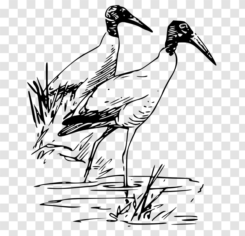 Bird Vertebrate Duck Ibis Clip Art - Stork Transparent PNG