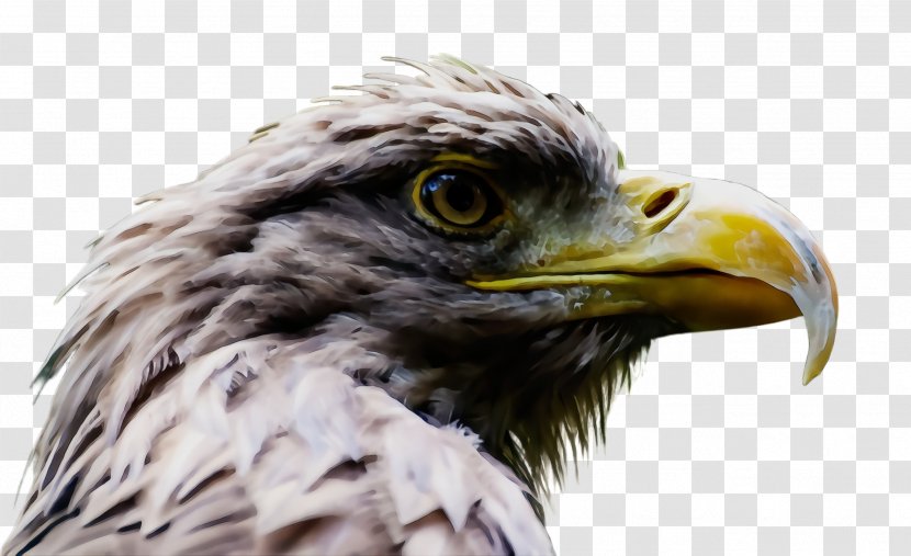 Bird Beak Of Prey Eagle Accipitridae - Paint - Hawk Bald Transparent PNG
