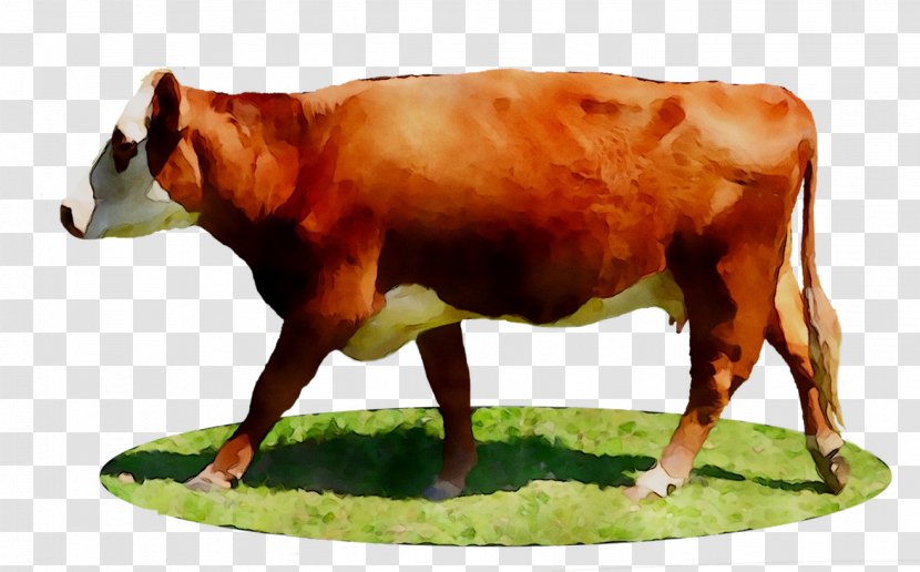 Dairy Cattle Ox Calf - Pasture - Figurine Transparent PNG