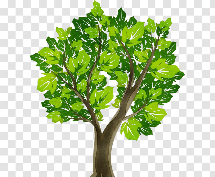 Tree Oak Hardwood Branch Plants Transparent PNG
