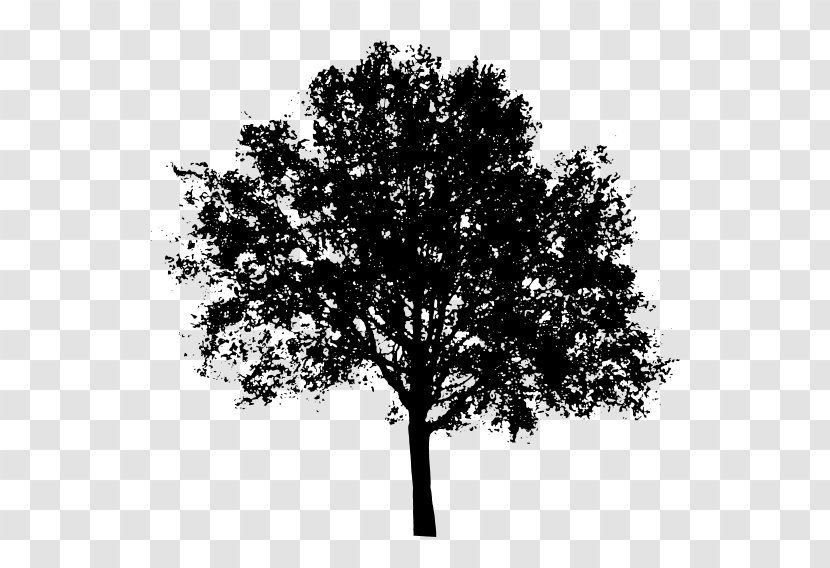 Tree Clip Art - Monochrome Photography Transparent PNG