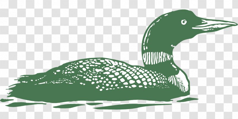 Duck Goose Common Loon Bird - Feather - Green Transparent PNG