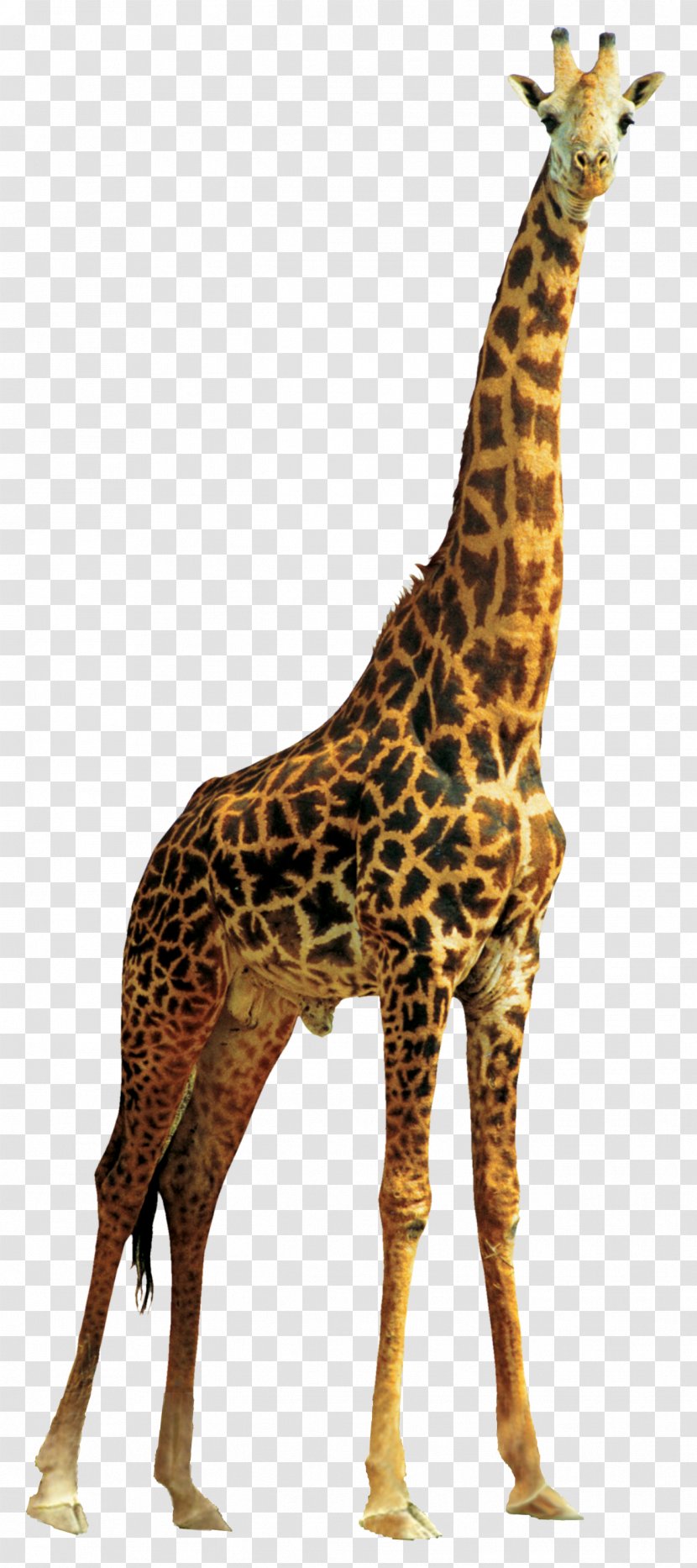 Giraffe Lion - Tail Transparent PNG