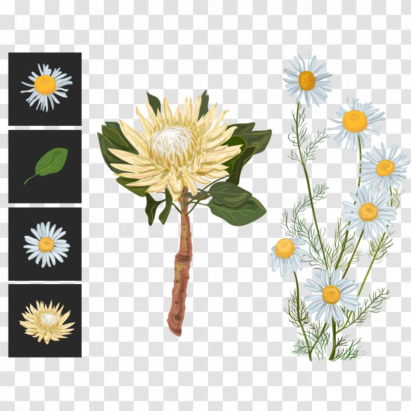 Flower Euclidean Vector Sugarbushes Illustration - Flora - White Chrysanthemums Transparent PNG