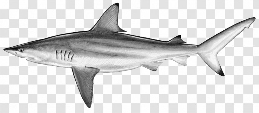 Blacktip Shark Silky Reef Dusky - Animal Figure - Isurus Oxyrinchus Transparent PNG