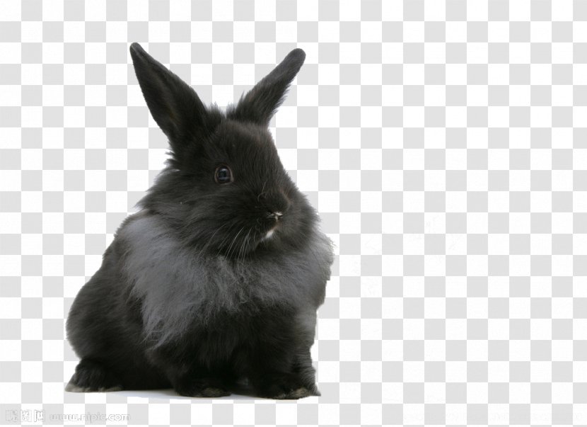 Lionhead Rabbit Dutch Labrador Retriever Maine Coon Himalayan Cat - Black Transparent PNG