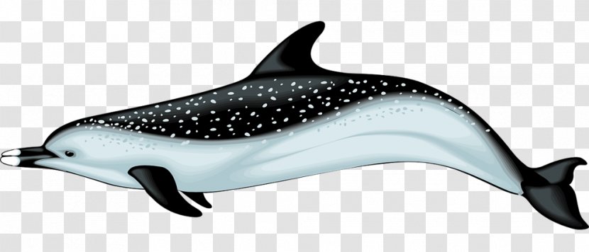 Common Bottlenose Dolphin Spinner Porpoise Clip Art - Rough Toothed - Realistic Cliparts Transparent PNG