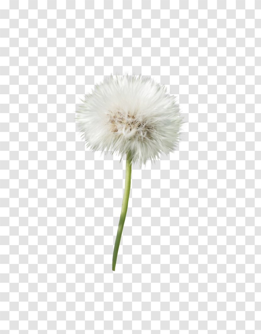 Dandelion Flower Transvaal Daisy Petal Plant - Flowering Transparent PNG