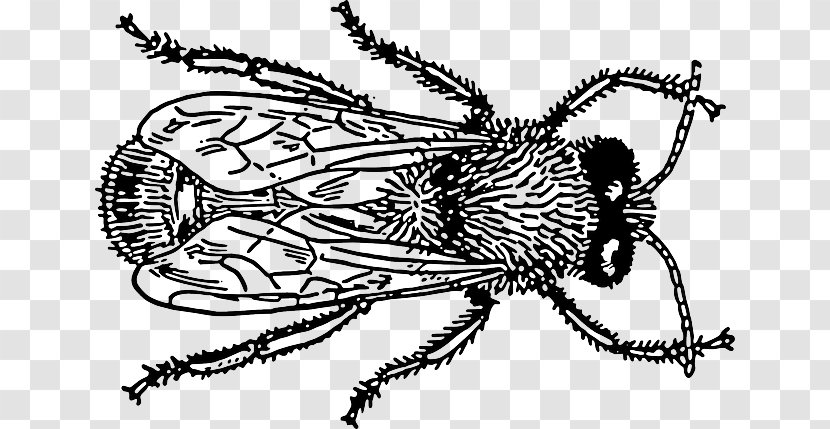 Bee Insect Clip Art - Pollinator Transparent PNG