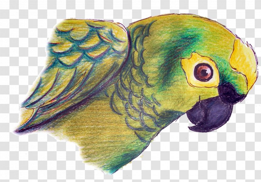 Macaw Parakeet Drawing Feather Beak Transparent PNG