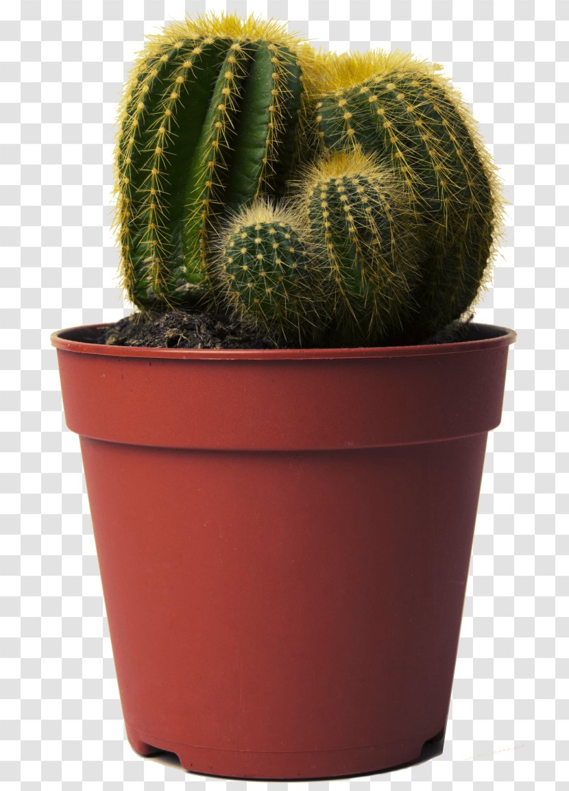 Happy Cactus: Choose It, Love Let It Thrive Golden Barrel Cactus Succulent Plant - Plants Transparent PNG