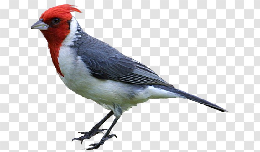 Bird Drawing Northern Cardinal Clip Art - Songbird - Cute Sparrow Transparent PNG