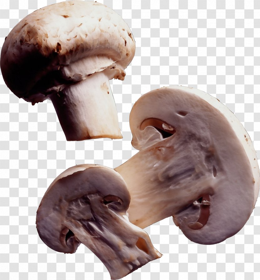 Agaricus Champignon Mushroom Agaricaceae Edible - Paint - Matsutake Fungus Transparent PNG