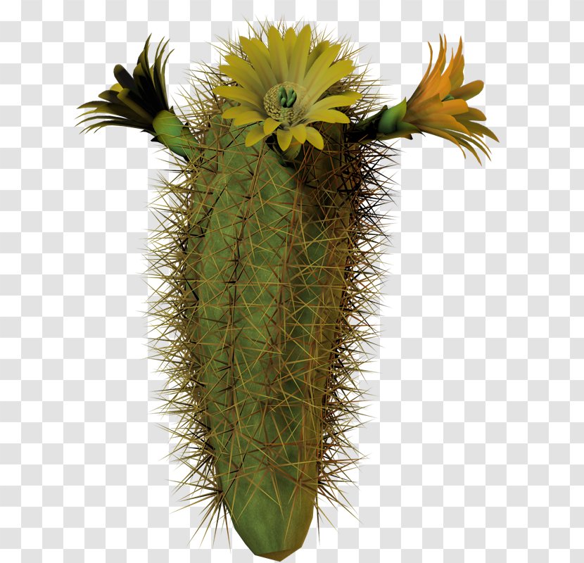 Cactaceae Plant Flower - Photoscape - Cactuse Transparent PNG