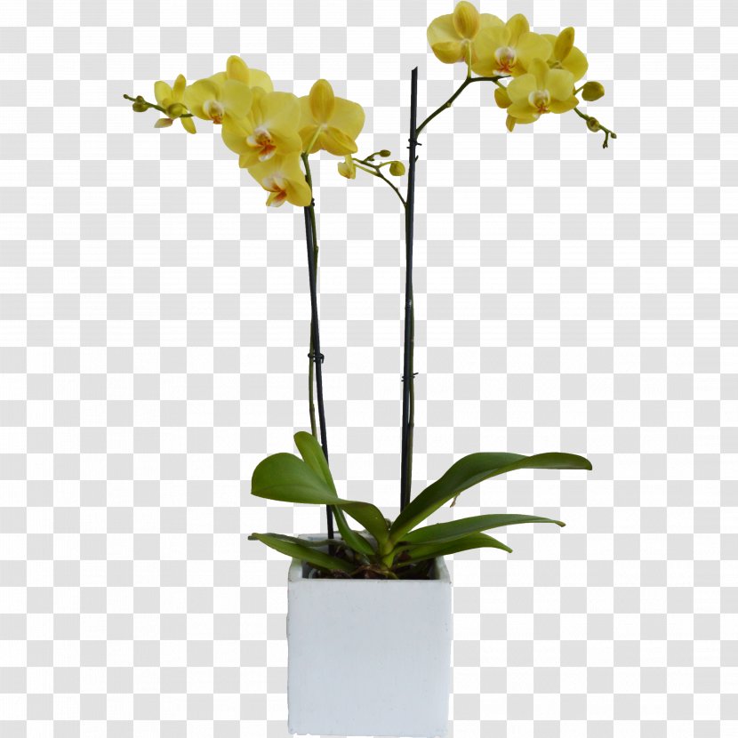 Moth Orchids Cut Flowers Cattleya Dendrobium - Vase - Plant Transparent PNG