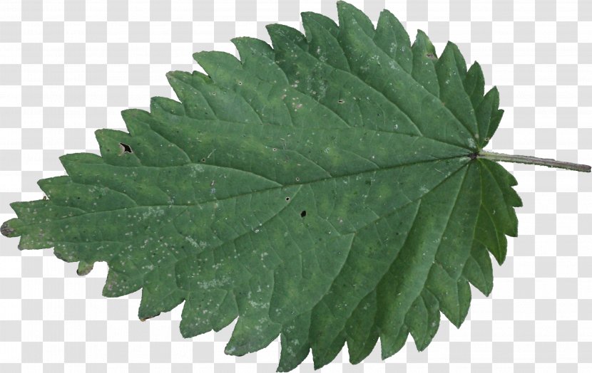 Miter Saw Blade Radial Arm Circular - Leaf - Leaves Transparent PNG
