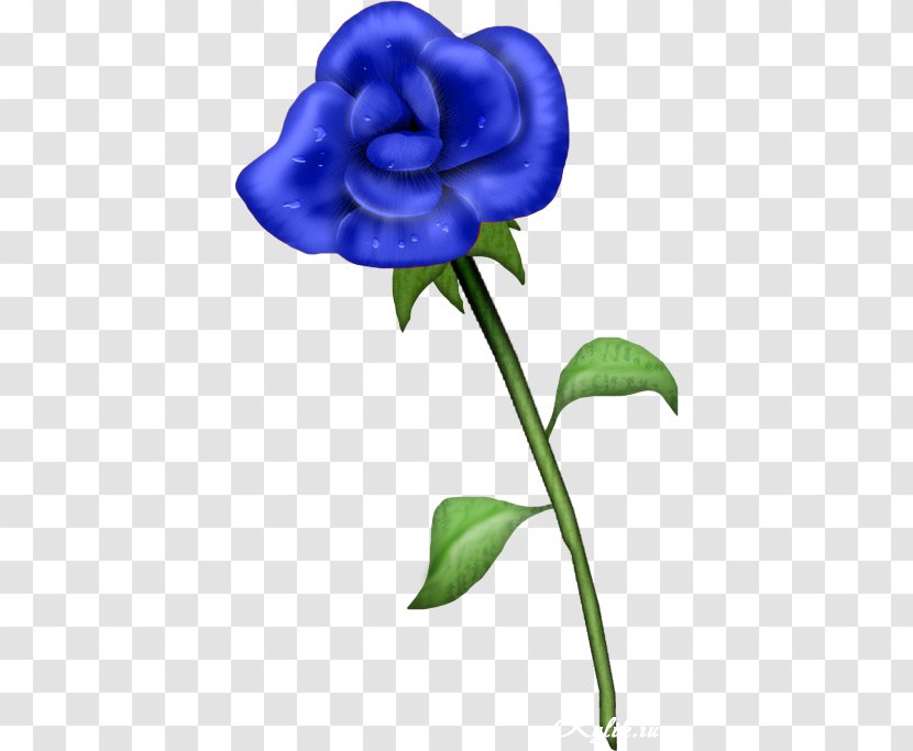 Blue Rose Garden Roses - Green Transparent PNG