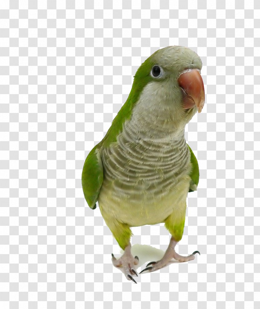 Monk Parakeet Parrot Bird Cockatiel Pet - Beak Transparent PNG