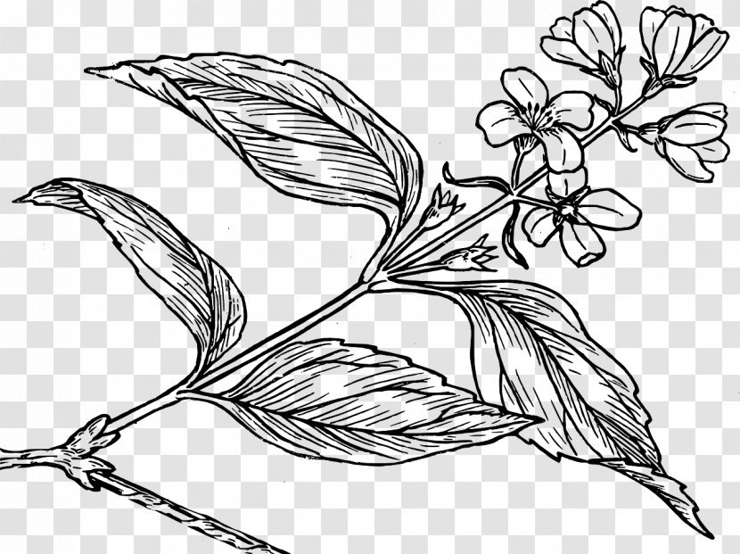 Coloring Book Drawing Flower - Line Art Transparent PNG
