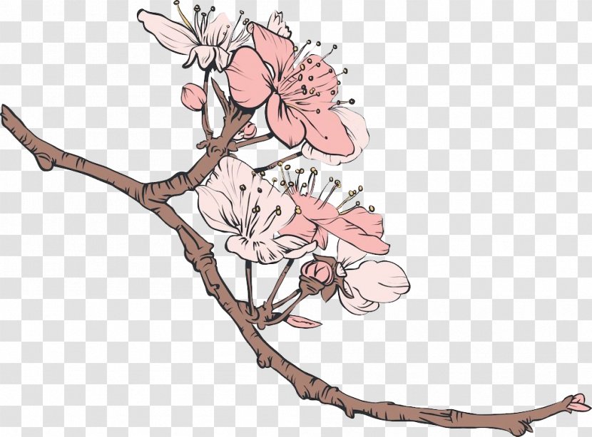 Cherry Blossom Illustration - Sketch Transparent PNG