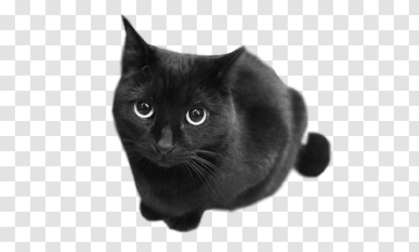 Chartreux European Shorthair Black Cat Korat British - Carnivoran - Gato Transparent PNG