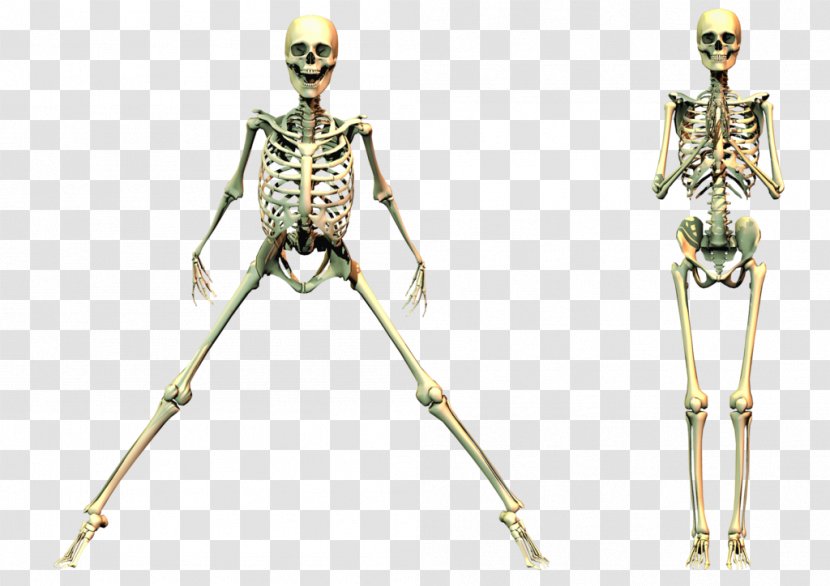 Human Skeleton - Joint - Spooky Transparent PNG