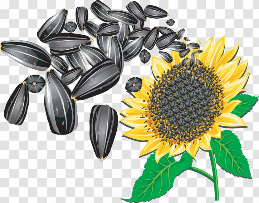 Sunflower Seed Common Clip Art - Cuisine - Seeds Transparent PNG