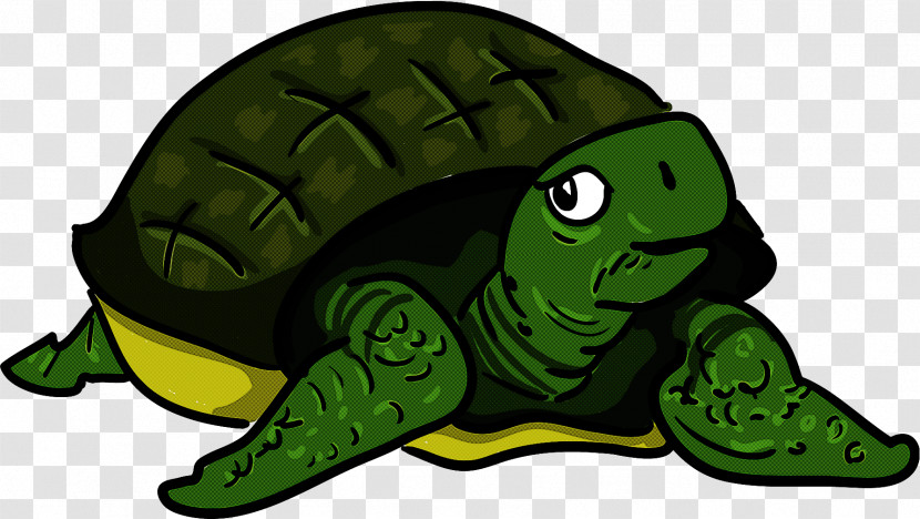 Turtle Green Tortoise Reptile Transparent PNG