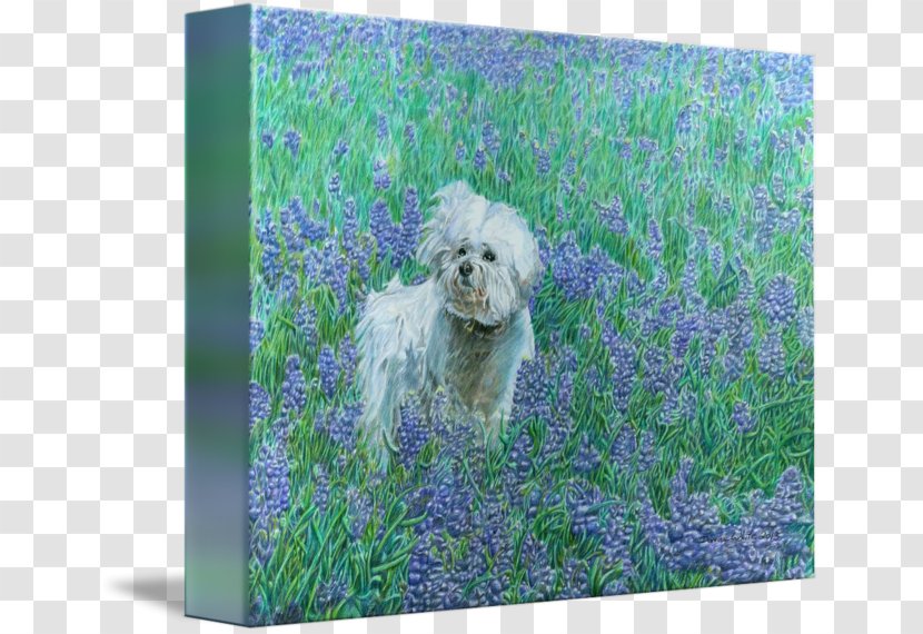 Schnoodle Bichon Frise Dog Breed Picture Frames - Grass - Bluebonnets Transparent PNG