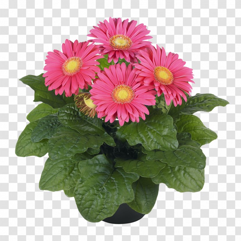 Chrysanthemum Cut Flowers Floristry Daisy Family - Flowerpot Transparent PNG