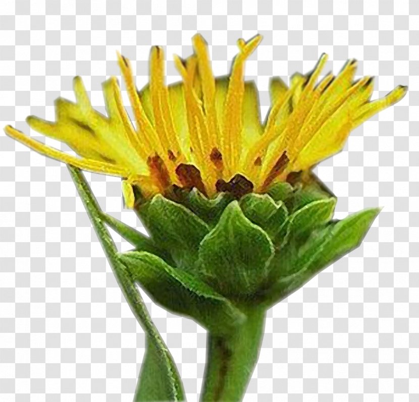 Dandelion Golden Samphire Blanket Flowers Safflower English Marigold Transparent PNG