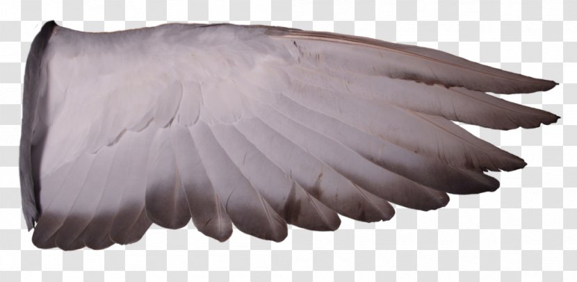 Columbidae Racing Homer Homing Pigeon Wing Bird - Photography Transparent PNG