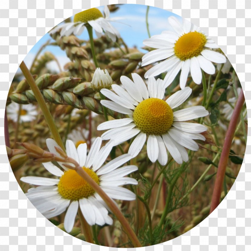 Chamomile Tripleurospermum Inodorum Tea Plant Food - Herbaceous Transparent PNG