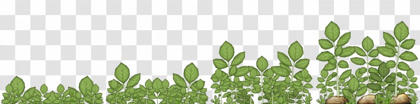 Wheatgrass Plant Stem Leaf Commodity Flower - Crops Transparent PNG